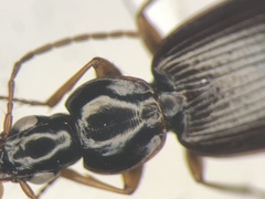 Agonum palustre