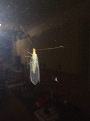 Chrysopidae