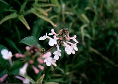 Phyllostegia grandiflora