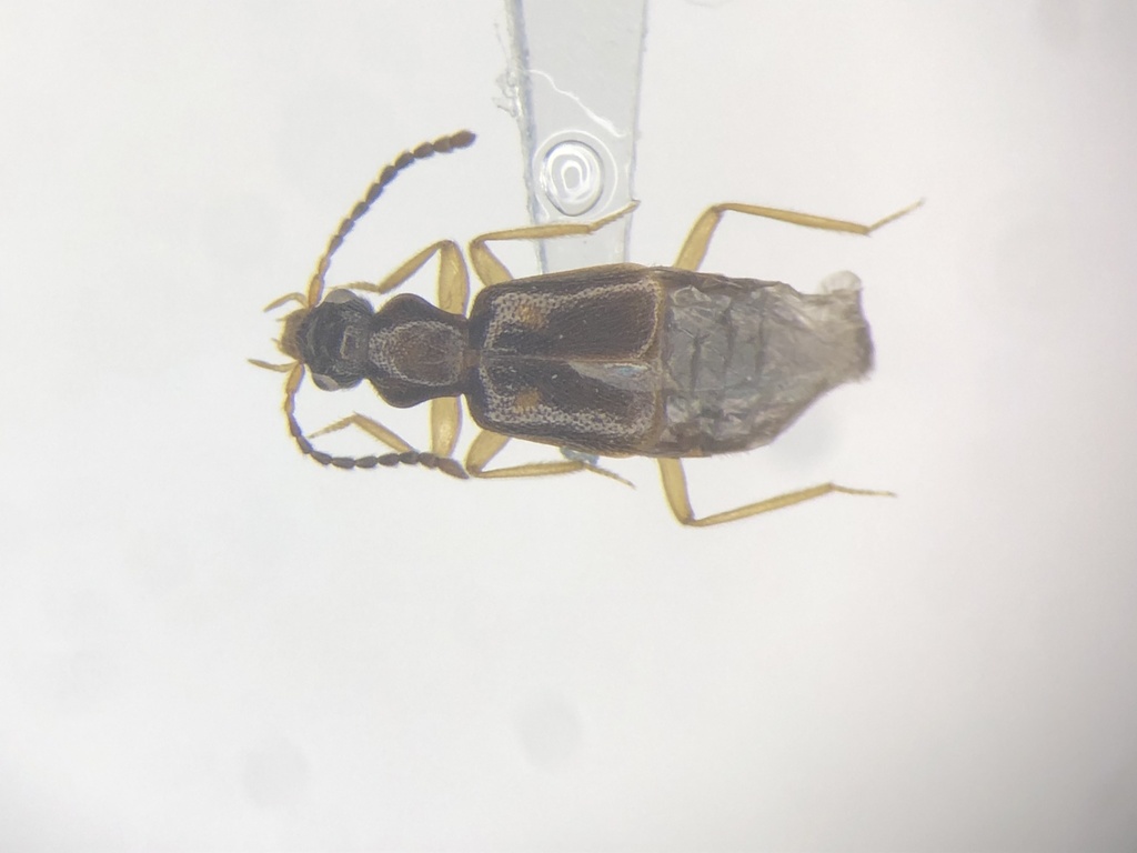 Lesteva pallipes