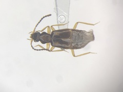 Lesteva pallipes