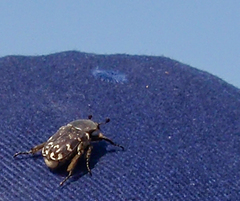 Heterocnemis graeca