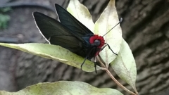 Pyrrhopyge charybdis