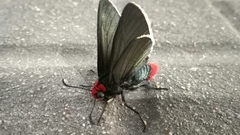 Pyrrhopyge charybdis