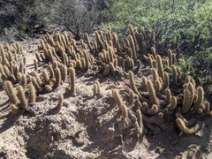 Trichocereus strigosus