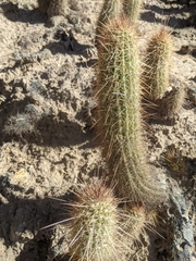 Trichocereus strigosus