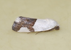Ponometia cuta