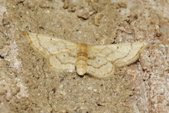 Idaea eremiata