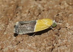 Ponometia clausula