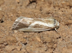Ponometia alata