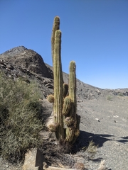 Trichocereus terscheckii