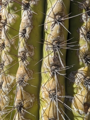 Trichocereus terscheckii