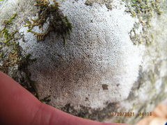 Bagliettoa baldensis