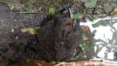 Duttaphrynus melanostictus