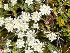 Kelleria dieffenbachii