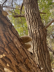 Trametes gibbosa