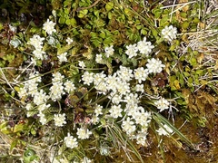 Kelleria dieffenbachii