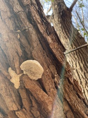 Trametes gibbosa