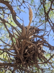 Tillandsia xiphioides