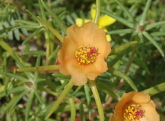 Portulaca suffrutescens