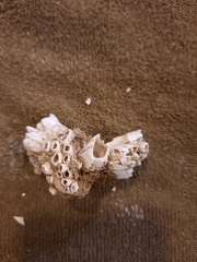 Amphibalanus eburneus