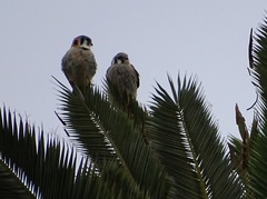 Falco sparverius