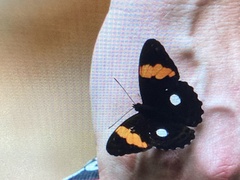 Adelpha leucophthalma