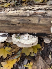 Trametes gibbosa