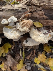 Trametes gibbosa