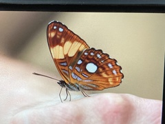 Adelpha leucophthalma