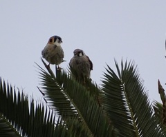 Falco sparverius