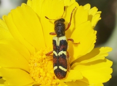 Trichodes peninsularis