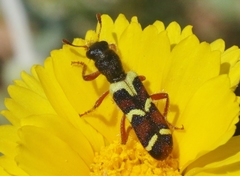 Trichodes peninsularis