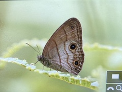 Hermeuptychia harmonia