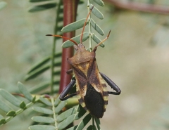 Mozena arizonensis