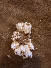 Amphibalanus eburneus