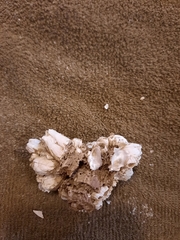 Amphibalanus eburneus