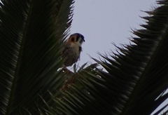 Falco sparverius