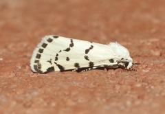 Grotella binda