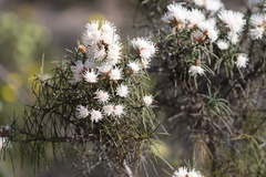 Hakea gilbertii