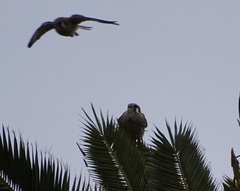 Falco sparverius