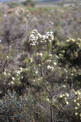 Hakea gilbertii