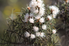 Hakea gilbertii