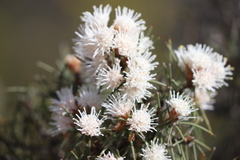 Hakea gilbertii
