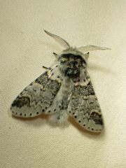 Furcula occidentalis