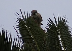 Falco sparverius