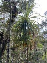 Dracophyllum elegantissimum