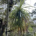 Dracophyllum elegantissimum - Photo (c) SoggyBottom, some rights reserved (CC BY-NC), uploaded by SoggyBottom