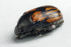 Anomala clathrata