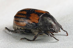 Anomala clathrata